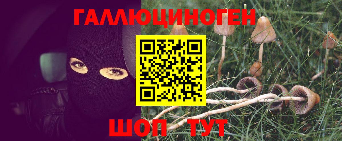 Псилоцибиновые грибы Psilocybe Димитровград